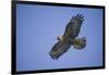 Galapagos Hawk in Flight-DLILLC-Framed Photographic Print