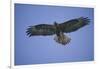 Galapagos Hawk in Flight-DLILLC-Framed Photographic Print