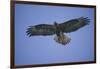 Galapagos Hawk in Flight-DLILLC-Framed Photographic Print