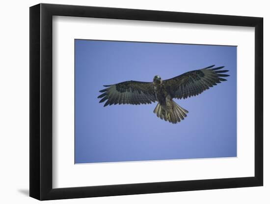 Galapagos Hawk in Flight-DLILLC-Framed Photographic Print