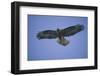 Galapagos Hawk in Flight-DLILLC-Framed Photographic Print