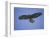 Galapagos Hawk in Flight-DLILLC-Framed Photographic Print