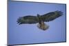 Galapagos Hawk in Flight-DLILLC-Mounted Photographic Print