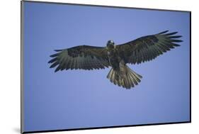 Galapagos Hawk in Flight-DLILLC-Mounted Photographic Print