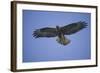 Galapagos Hawk in Flight-DLILLC-Framed Photographic Print