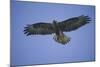 Galapagos Hawk in Flight-DLILLC-Mounted Photographic Print