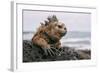 Galapagos Iguana-jodaarba-Framed Photographic Print