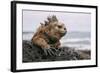 Galapagos Iguana-jodaarba-Framed Photographic Print