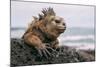 Galapagos Iguana-jodaarba-Mounted Photographic Print