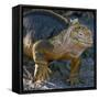 Galapagos Islands, a Land Iguana on South Plaza Island-Nigel Pavitt-Framed Stretched Canvas