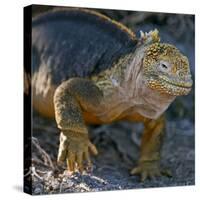 Galapagos Islands, a Land Iguana on South Plaza Island-Nigel Pavitt-Stretched Canvas