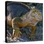 Galapagos Islands, a Land Iguana on South Plaza Island-Nigel Pavitt-Stretched Canvas