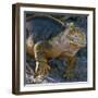 Galapagos Islands, a Land Iguana on South Plaza Island-Nigel Pavitt-Framed Premium Photographic Print