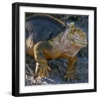 Galapagos Islands, a Land Iguana on South Plaza Island-Nigel Pavitt-Framed Premium Photographic Print