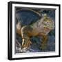 Galapagos Islands, a Land Iguana on South Plaza Island-Nigel Pavitt-Framed Premium Photographic Print