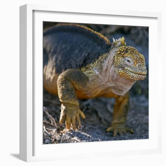 Galapagos Islands, a Land Iguana on South Plaza Island-Nigel Pavitt-Framed Premium Photographic Print