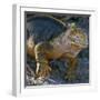 Galapagos Islands, a Land Iguana on South Plaza Island-Nigel Pavitt-Framed Premium Photographic Print