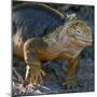 Galapagos Islands, a Land Iguana on South Plaza Island-Nigel Pavitt-Mounted Premium Photographic Print