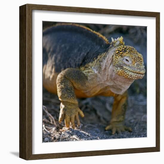 Galapagos Islands, a Land Iguana on South Plaza Island-Nigel Pavitt-Framed Photographic Print