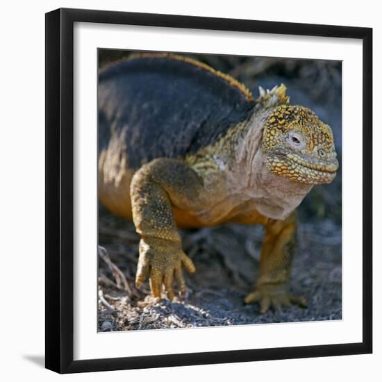 Galapagos Islands, a Land Iguana on South Plaza Island-Nigel Pavitt-Framed Photographic Print