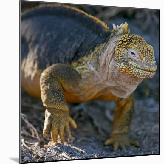 Galapagos Islands, a Land Iguana on South Plaza Island-Nigel Pavitt-Mounted Photographic Print