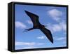 Galapagos Islands, a Magnificent Frigatebird in Flight Off Bartolome Island-Nigel Pavitt-Framed Stretched Canvas