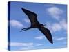 Galapagos Islands, a Magnificent Frigatebird in Flight Off Bartolome Island-Nigel Pavitt-Stretched Canvas