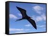 Galapagos Islands, a Magnificent Frigatebird in Flight Off Bartolome Island-Nigel Pavitt-Framed Stretched Canvas