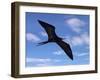 Galapagos Islands, a Magnificent Frigatebird in Flight Off Bartolome Island-Nigel Pavitt-Framed Photographic Print