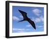 Galapagos Islands, a Magnificent Frigatebird in Flight Off Bartolome Island-Nigel Pavitt-Framed Photographic Print