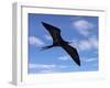 Galapagos Islands, a Magnificent Frigatebird in Flight Off Bartolome Island-Nigel Pavitt-Framed Photographic Print