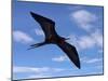 Galapagos Islands, a Magnificent Frigatebird in Flight Off Bartolome Island-Nigel Pavitt-Mounted Photographic Print