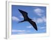 Galapagos Islands, a Magnificent Frigatebird in Flight Off Bartolome Island-Nigel Pavitt-Framed Photographic Print