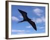 Galapagos Islands, a Magnificent Frigatebird in Flight Off Bartolome Island-Nigel Pavitt-Framed Photographic Print