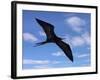 Galapagos Islands, a Magnificent Frigatebird in Flight Off Bartolome Island-Nigel Pavitt-Framed Photographic Print