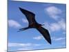 Galapagos Islands, a Magnificent Frigatebird in Flight Off Bartolome Island-Nigel Pavitt-Mounted Photographic Print