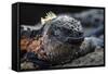 Galapagos Islands, Ecuador, Floreana Island. Marine Iguana Meditating-Mark Williford-Framed Stretched Canvas