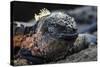 Galapagos Islands, Ecuador, Floreana Island. Marine Iguana Meditating-Mark Williford-Stretched Canvas