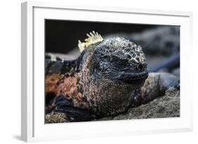 Galapagos Islands, Ecuador, Floreana Island. Marine Iguana Meditating-Mark Williford-Framed Photographic Print