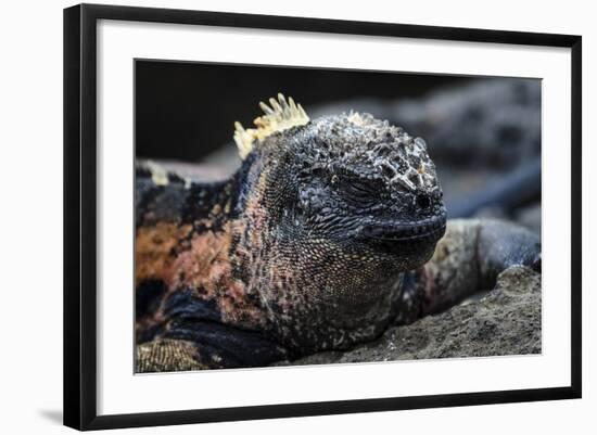 Galapagos Islands, Ecuador, Floreana Island. Marine Iguana Meditating-Mark Williford-Framed Photographic Print