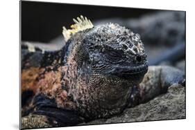 Galapagos Islands, Ecuador, Floreana Island. Marine Iguana Meditating-Mark Williford-Mounted Photographic Print