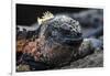 Galapagos Islands, Ecuador, Floreana Island. Marine Iguana Meditating-Mark Williford-Framed Photographic Print