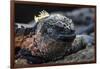 Galapagos Islands, Ecuador, Floreana Island. Marine Iguana Meditating-Mark Williford-Framed Photographic Print