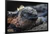 Galapagos Islands, Ecuador, Floreana Island. Marine Iguana Meditating-Mark Williford-Framed Photographic Print