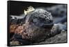 Galapagos Islands, Ecuador, Floreana Island. Marine Iguana Meditating-Mark Williford-Framed Stretched Canvas