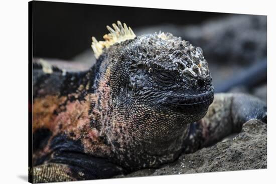 Galapagos Islands, Ecuador, Floreana Island. Marine Iguana Meditating-Mark Williford-Stretched Canvas