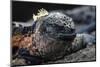 Galapagos Islands, Ecuador, Floreana Island. Marine Iguana Meditating-Mark Williford-Mounted Photographic Print