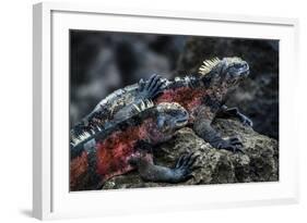 Galapagos Islands, Ecuador, Floreana Island. Red Marine Iguana Pals-Mark Williford-Framed Photographic Print