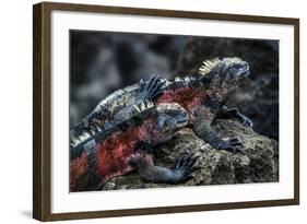 Galapagos Islands, Ecuador, Floreana Island. Red Marine Iguana Pals-Mark Williford-Framed Photographic Print