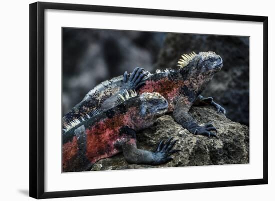 Galapagos Islands, Ecuador, Floreana Island. Red Marine Iguana Pals-Mark Williford-Framed Photographic Print